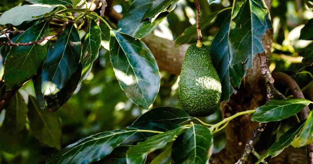 Novedades y Noticias del Aguacate Hass Michoacano – Noviembre 2025