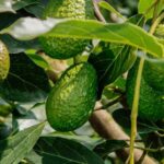 Planta de Aguacate hass