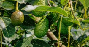 Planta de Aguacate hass